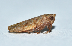 Paraphlepsius continuus