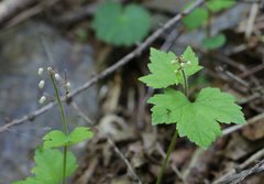 Tiarella polyphylla