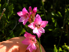 Gladiolus communis communis