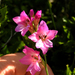 Gladiolus communis communis - Photo (c) Daniel Raposo, some rights reserved (CC BY-NC), uploaded by Daniel Raposo