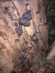 Daldinia