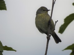 Leiothlypis celata celata