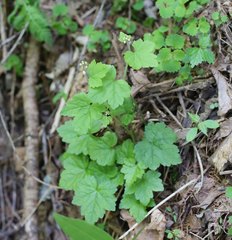 Tiarella polyphylla