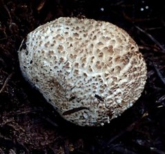 Lycoperdon subcretaceum