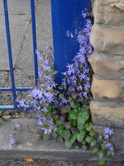 Campanula poscharskyana