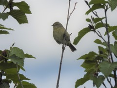 Leiothlypis celata celata