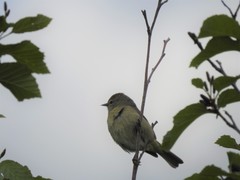 Leiothlypis celata celata