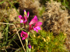 Gladiolus communis communis