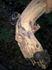 Daldinia