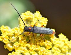Phytoecia virgula