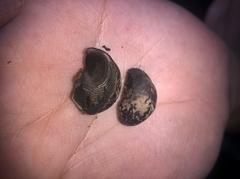Daldinia