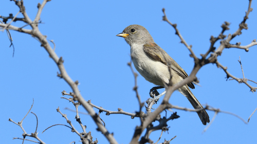 Verdin