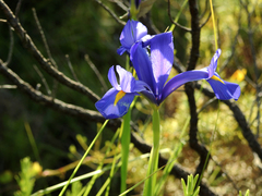 Iris xiphium