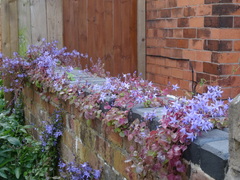 Campanula poscharskyana