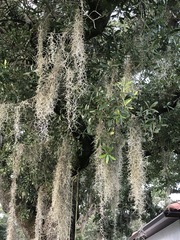 Tillandsia usneoides