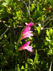 Gladiolus communis communis