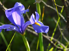 Iris xiphium