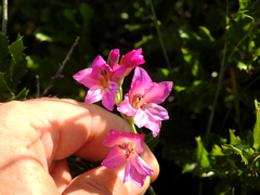 Gladiolus communis communis