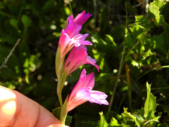 Gladiolus communis communis