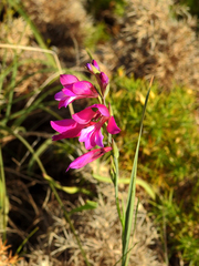 Gladiolus communis communis