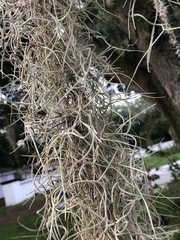 Tillandsia usneoides