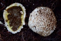 Lycoperdon subcretaceum