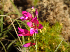Gladiolus communis communis