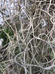 Tillandsia usneoides