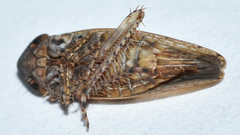 Paraphlepsius quadratus