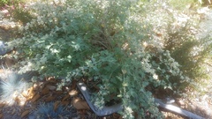 Sphaeralcea sulphurea