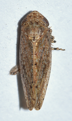 Paraphlepsius quadratus