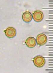 Lycoperdon subcretaceum