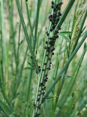 Aphis cytisorum sarothamni