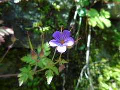 Geranium lucidum
