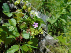 Geranium lucidum