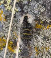 Lycia alpina
