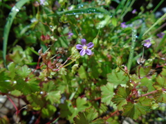Geranium lucidum