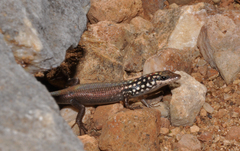 Trachylepis aureopunctata