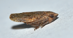 Paraphlepsius quadratus