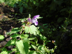 Lamium garganicum