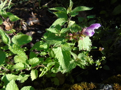 Lamium garganicum