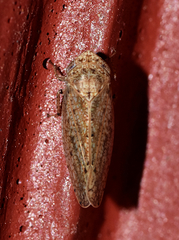 Paraphlepsius quadratus