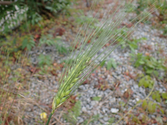 Hordeum vulgare