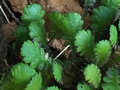 Leptinella squalida squalida