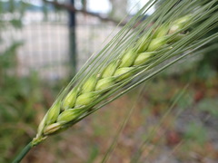 Hordeum vulgare