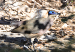 Coua ruficeps olivaceiceps