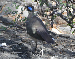 Coua ruficeps olivaceiceps
