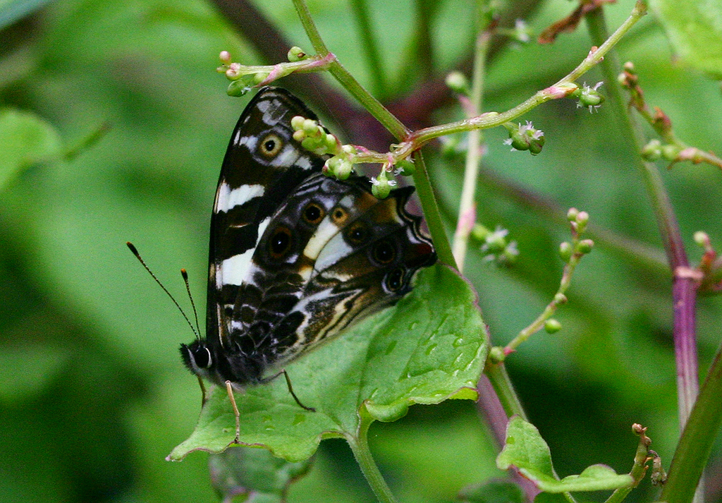 Bamboo Ringlets