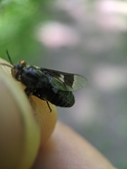 Chrysops mitis
