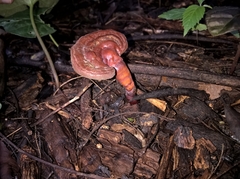 Ganoderma